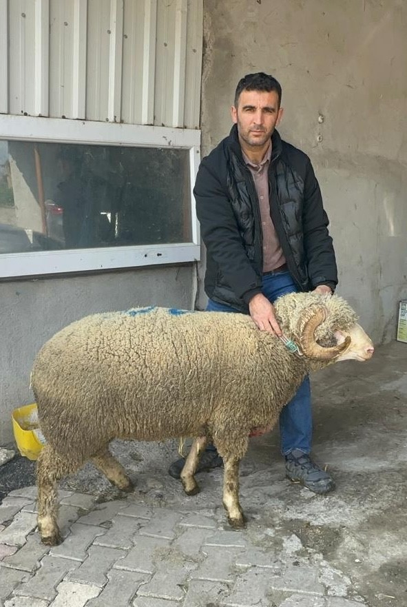 Milyonluk koçun kuzuları için bugünden sıraya girdiler
Milyonluk koçun kuzuları için bugünden sıraya girdiler