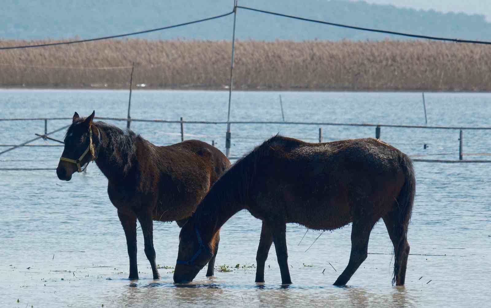 Milyonluk yarış atları da su altında kaldı
