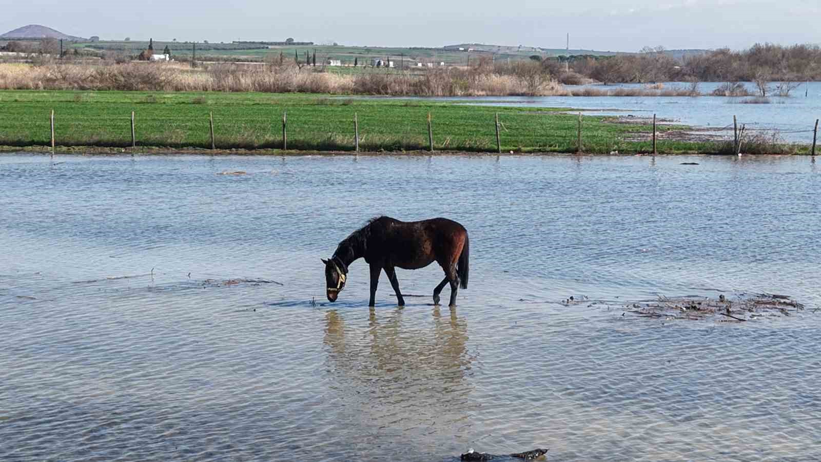 Milyonluk yarış atları da su altında kaldı
