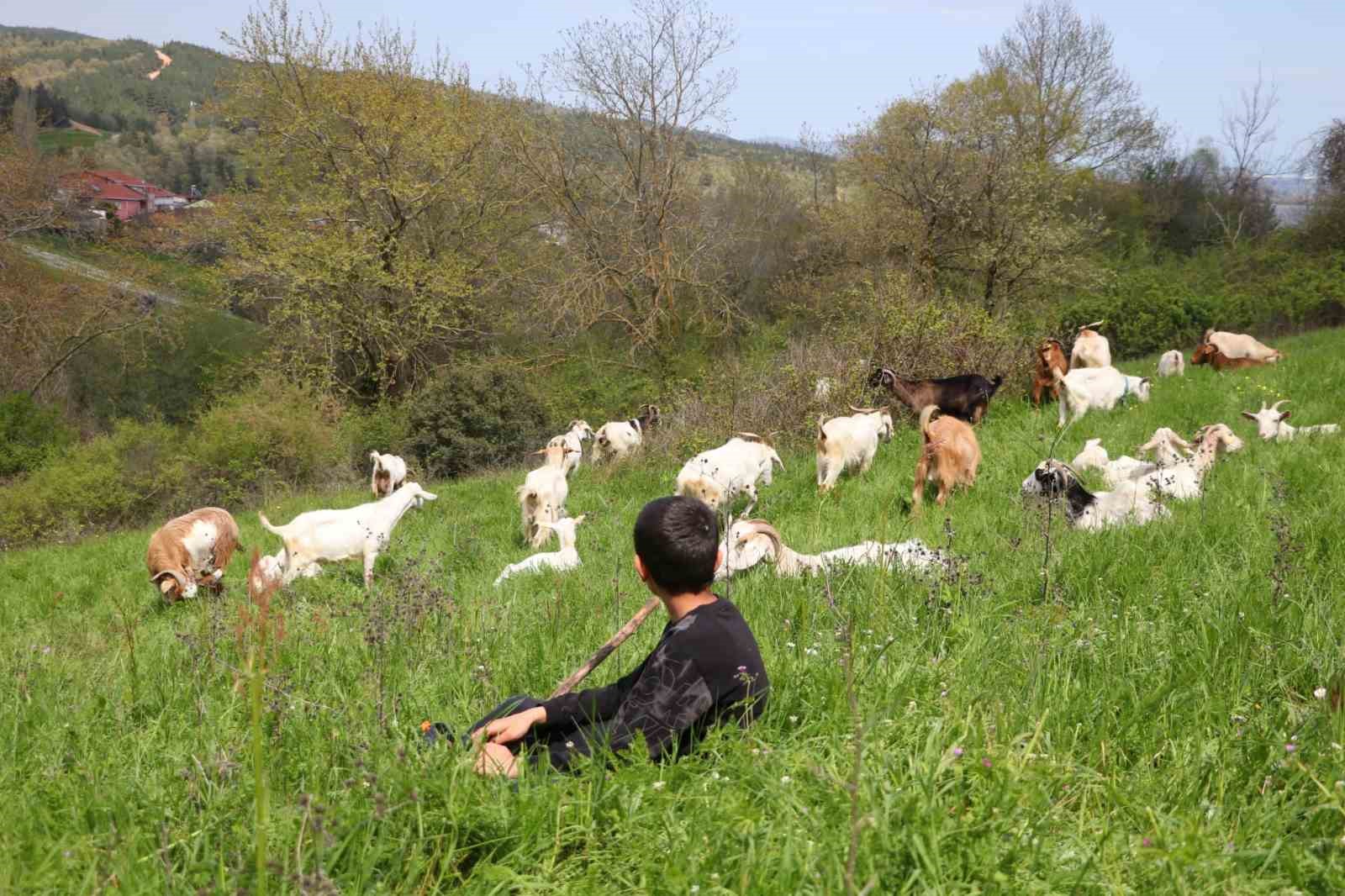 Minik çobanlar Lapseki’de kıyasıya yarışacak
