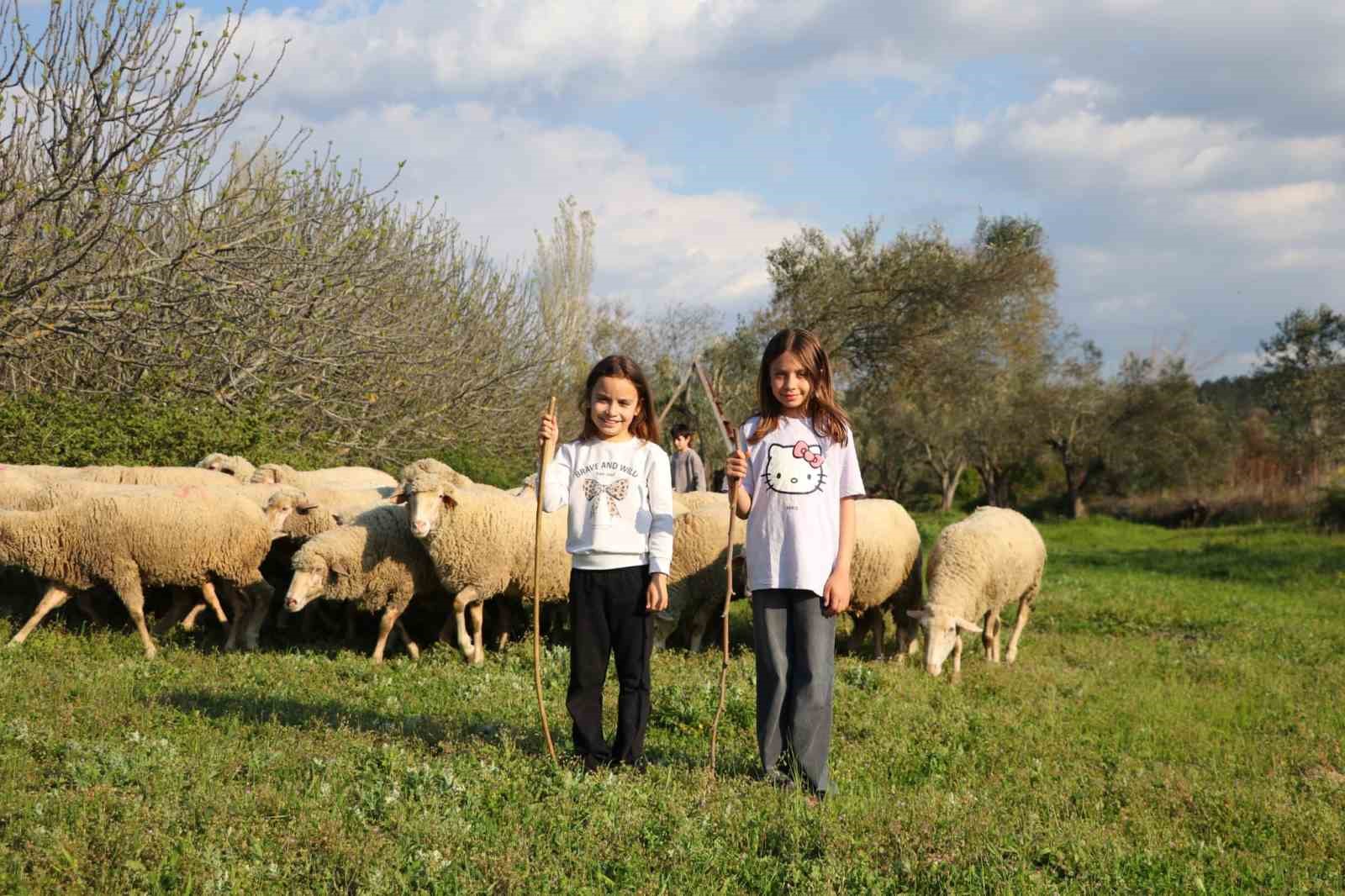 Minik çobanlar Lapseki’de kıyasıya yarışacak
