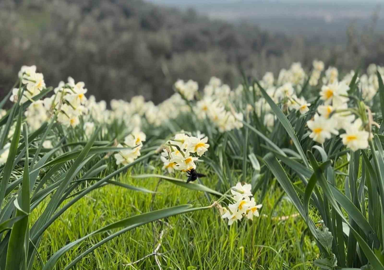 Mis kokulu nergis bilime de ilham kaynağı oluyor
Mis kokulu nergis bilime de ilham kaynağı oluyor