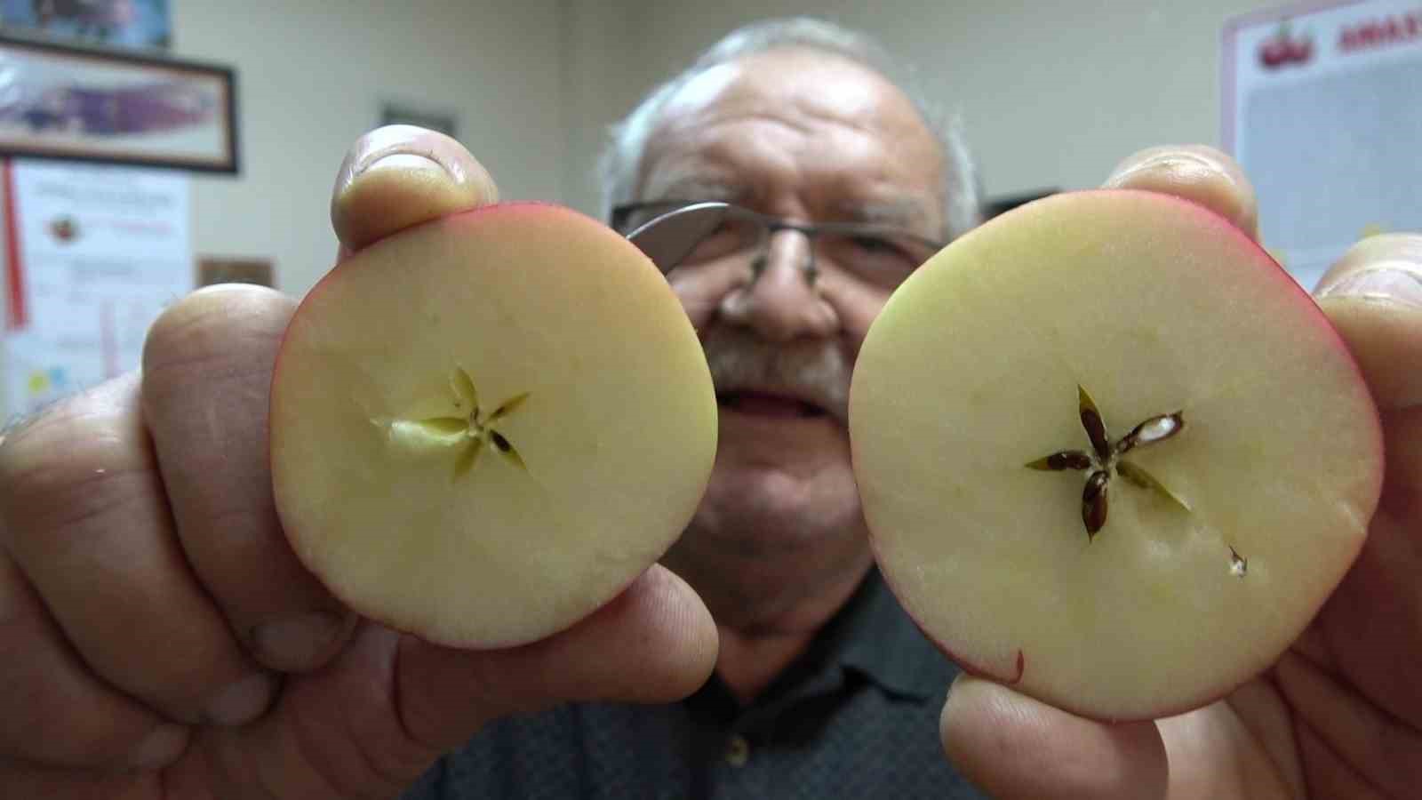 Misket elma yok satıyor: Taklitlerinden yıldız testiyle ayırt ediliyor
