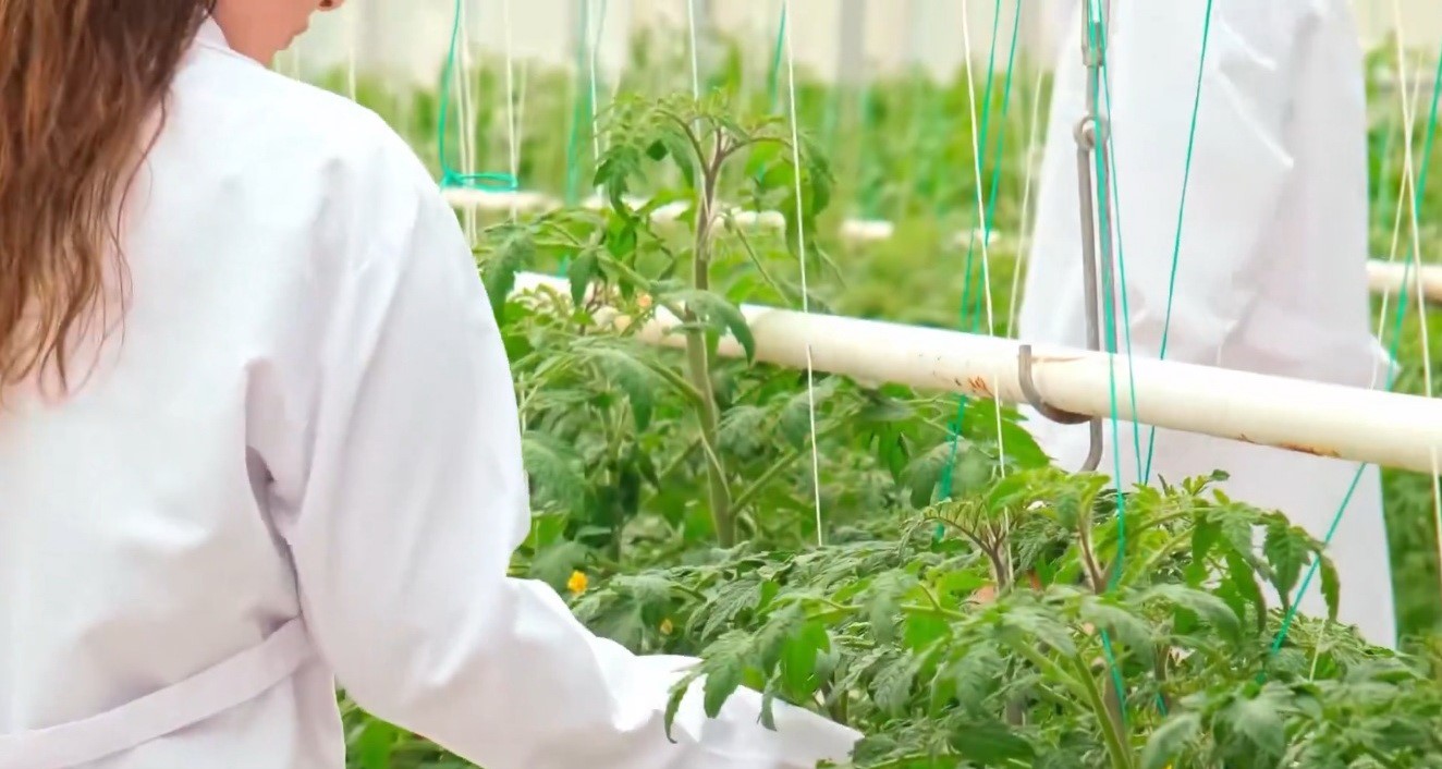 Modern tarımın yeni adresi Bafra: Karadeniz’de başarı hikayesi yazılıyor
