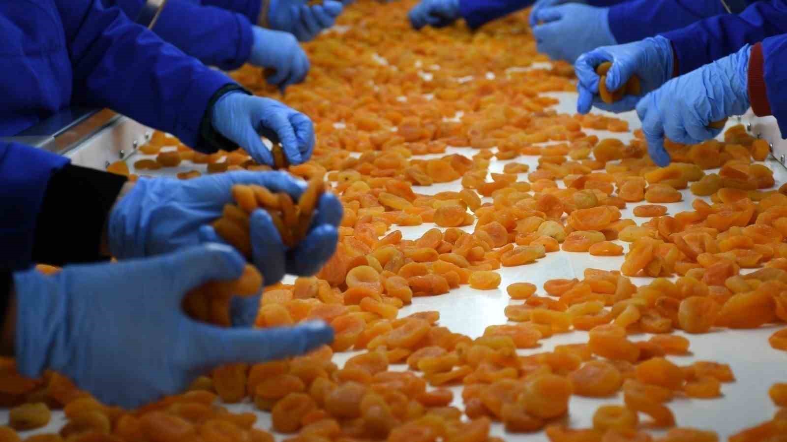 MTB Başkanı Özcan: "Zor şartlara rağmen 303 milyon dolarlık kayısı ihracatı gerçekleştirdik"
