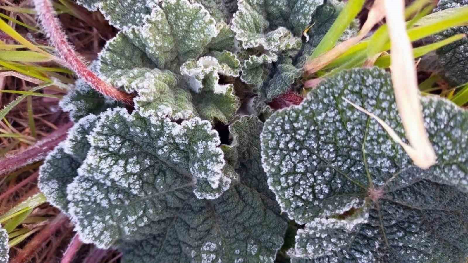 Muğla 5 gün soğuk havanın etkisinde olacak
Muğla 5 gün soğuk havanın etkisinde olacak