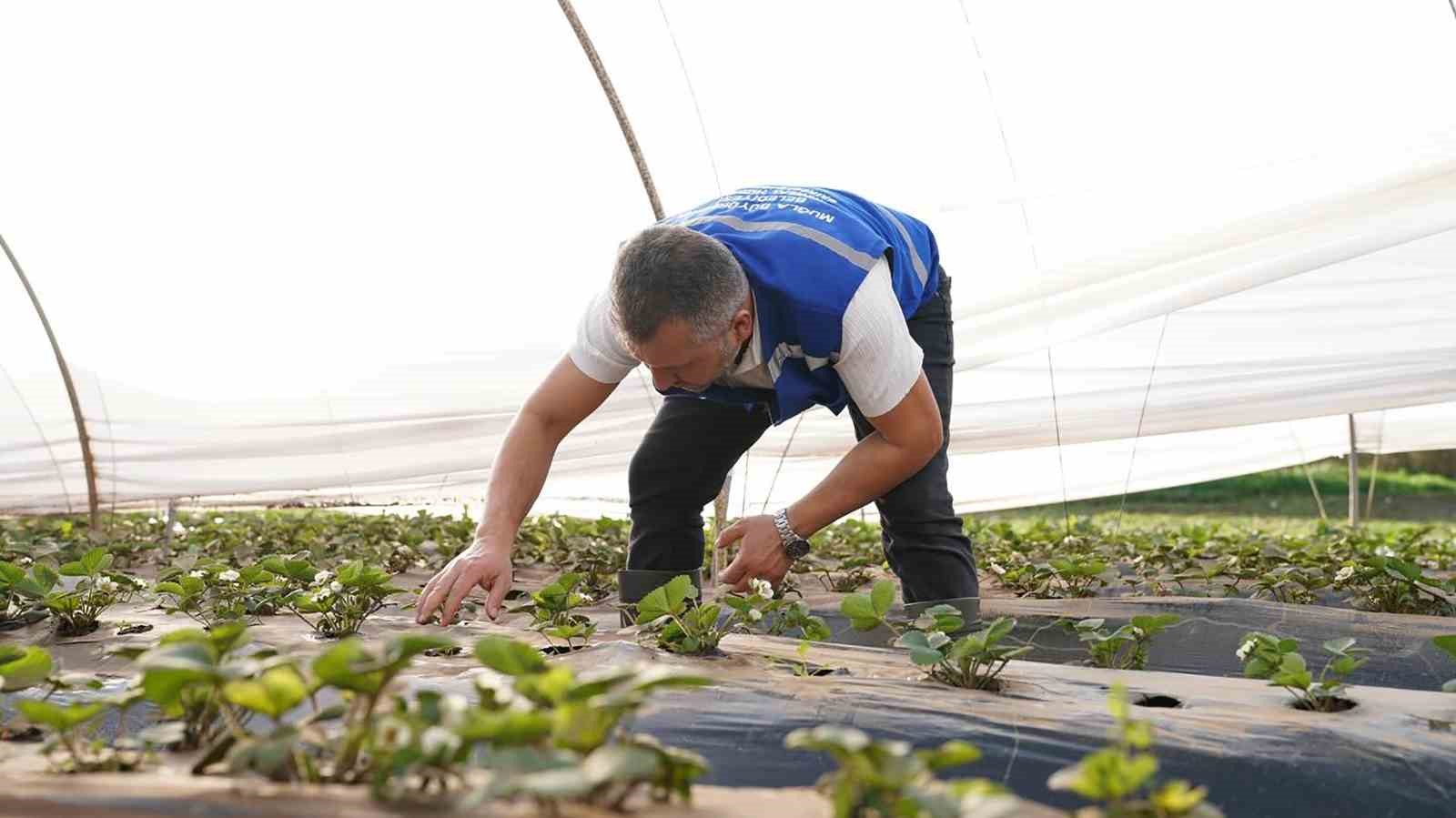 Muğla Büyükşehir’den Köyceğiz’de sel sonrası üreticiye destek
Muğla Büyükşehir’den Köyceğiz’de sel sonrası üreticiye destek