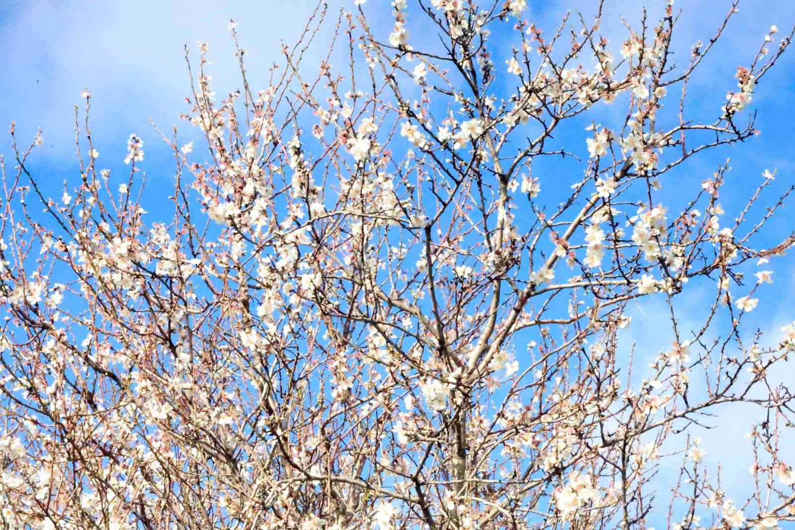 Muğla’da kış ve bahar aynı karede
