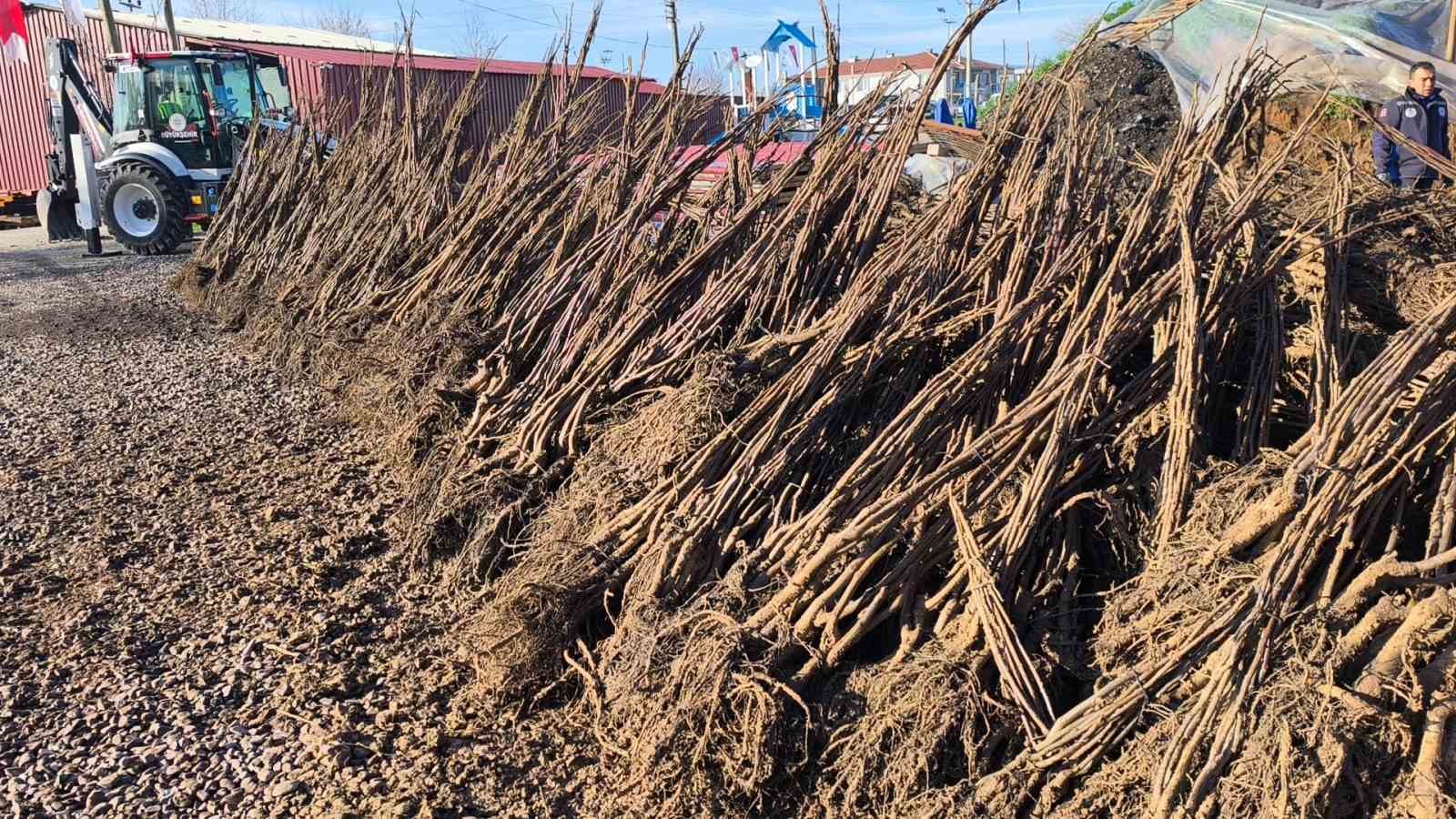 Muğla’da toprak gelecekle buluşuyor: "50 bin fidan üreticiye teslim edildi"
