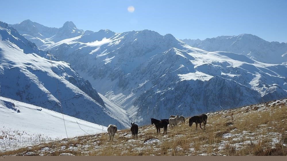 Munzur Dağları’nda doğanın özgür atları
