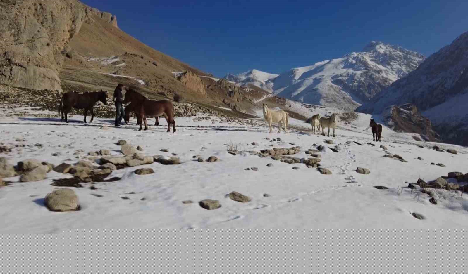 Munzur Dağları’nda doğanın özgür atları
