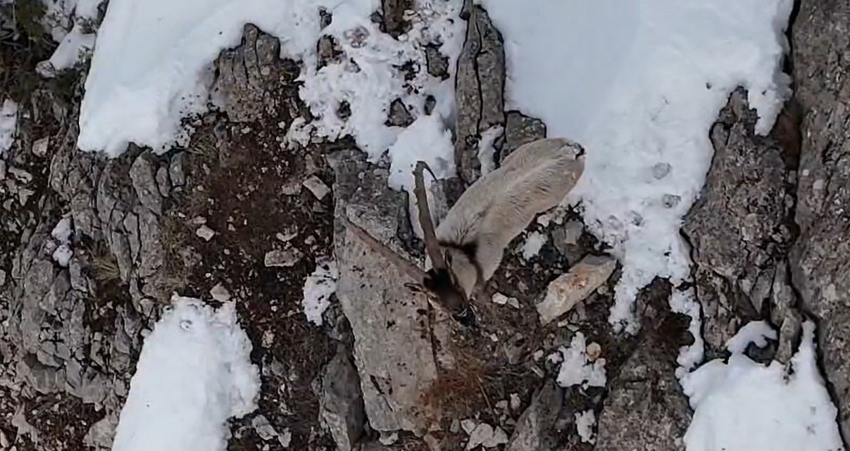 Munzur Dağları’nda yaban keçileri karlı zirvelerde görüntülendi
