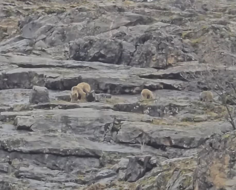 Munzur Vadisi’nde anne ayı ve yavruları görüntülendi

