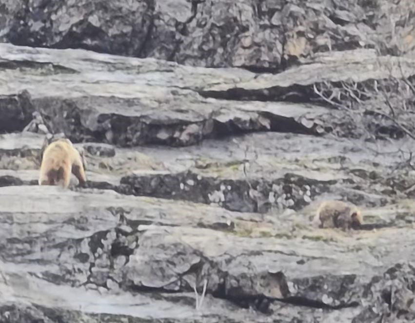 Munzur Vadisi’nde anne ayı ve yavruları görüntülendi
