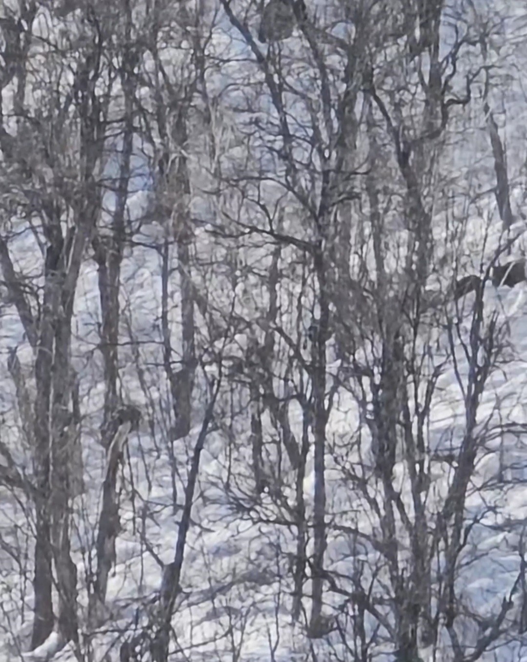 Munzur Vadisi’nde karlı dağlarda yiyecek arayan domuz sürüsü görüntülendi
