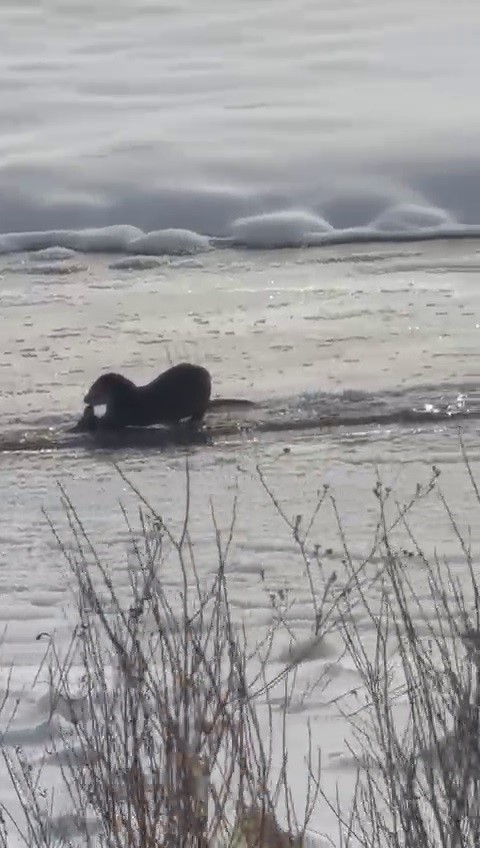 Murat Nehri’nde su samurları görüntülendi

