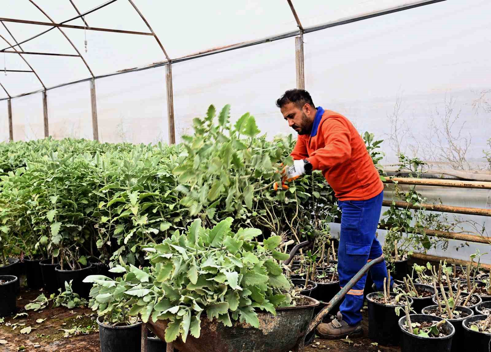 Muratpaşa’dan örnek bitki üretim modeli
Muratpaşa’dan örnek bitki üretim modeli