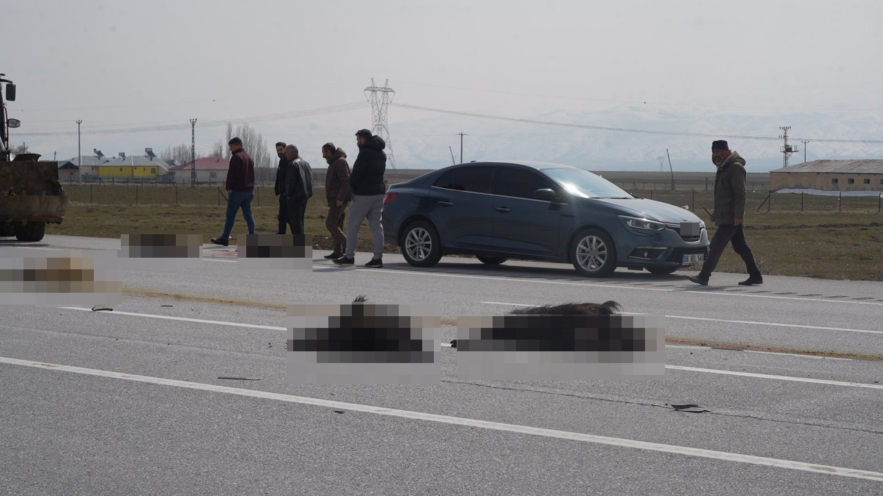 Muş-Bingöl karayolunda SUV tipi araç keçi sürüsüne çarptı: 10 hayvan telef oldu
