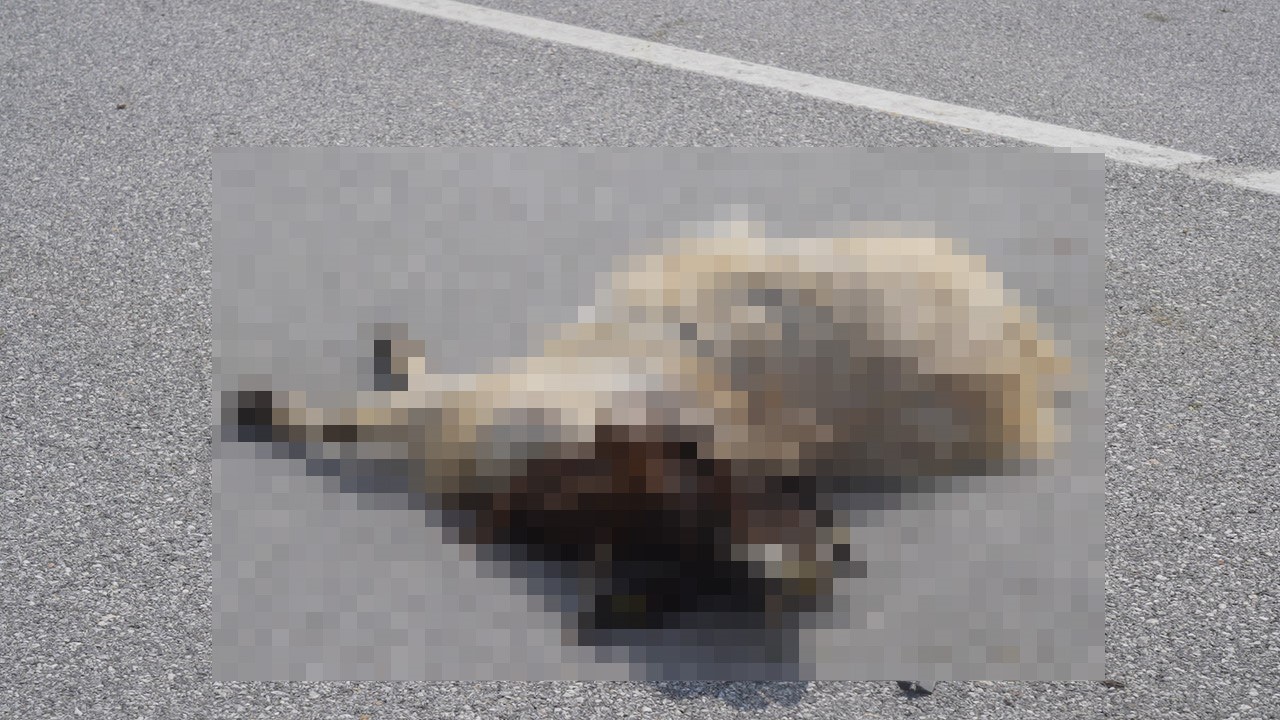 Muş-Bingöl karayolunda SUV tipi araç keçi sürüsüne çarptı: 10 hayvan telef oldu
