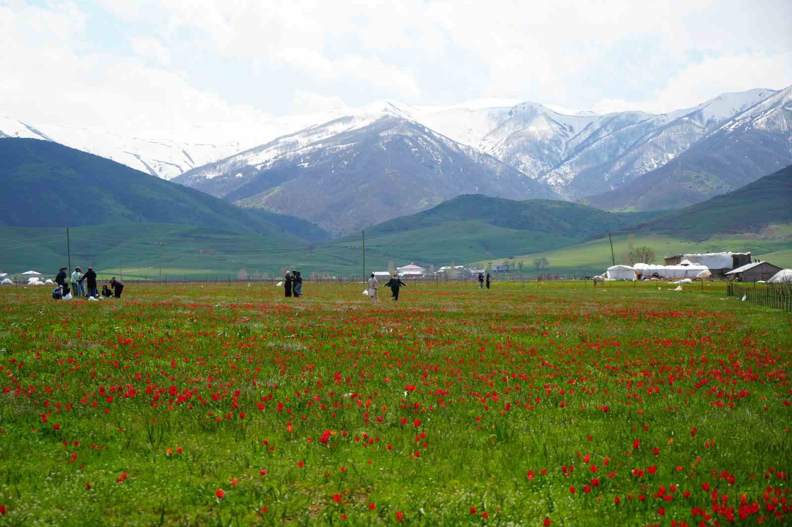 Muş lalesi ovayı kırmızıya boyadı
