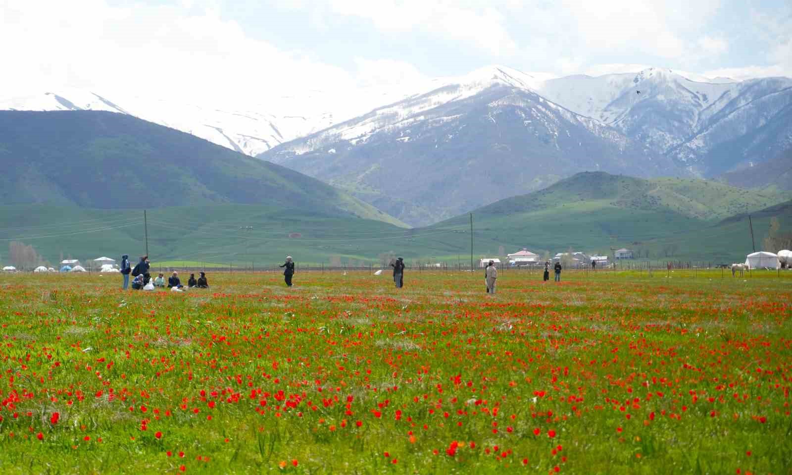 Muş lalesi ovayı kırmızıya boyadı

