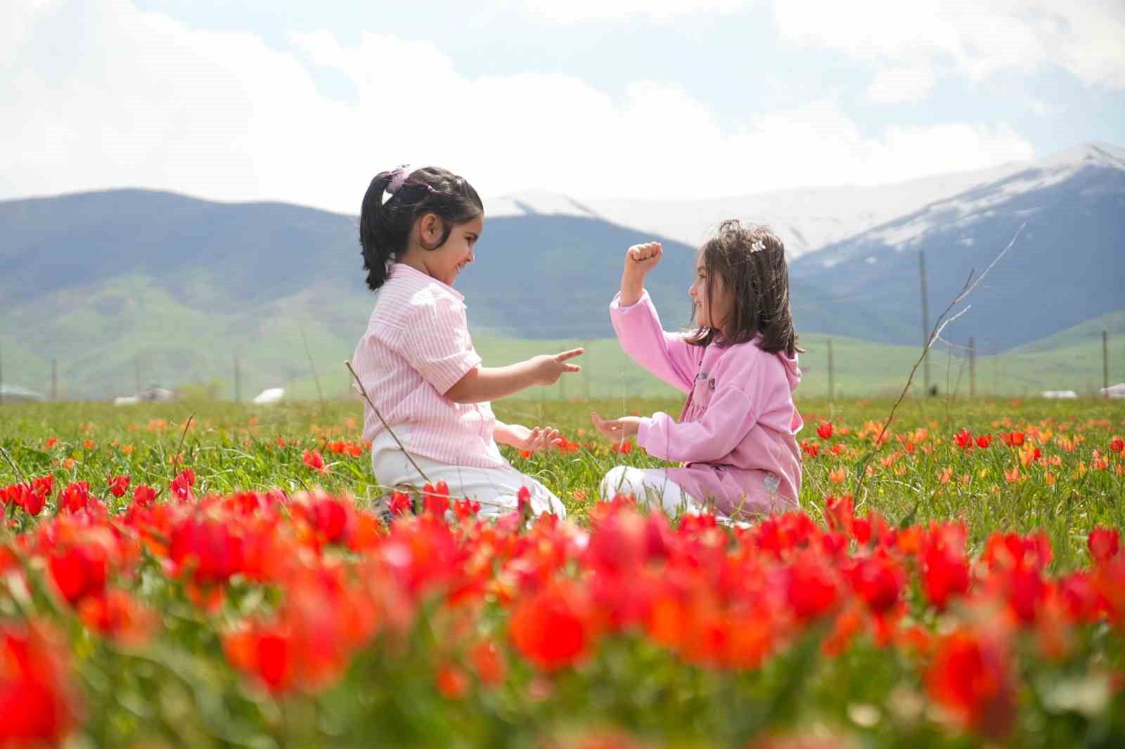 Muş lalesi ovayı kırmızıya boyadı
