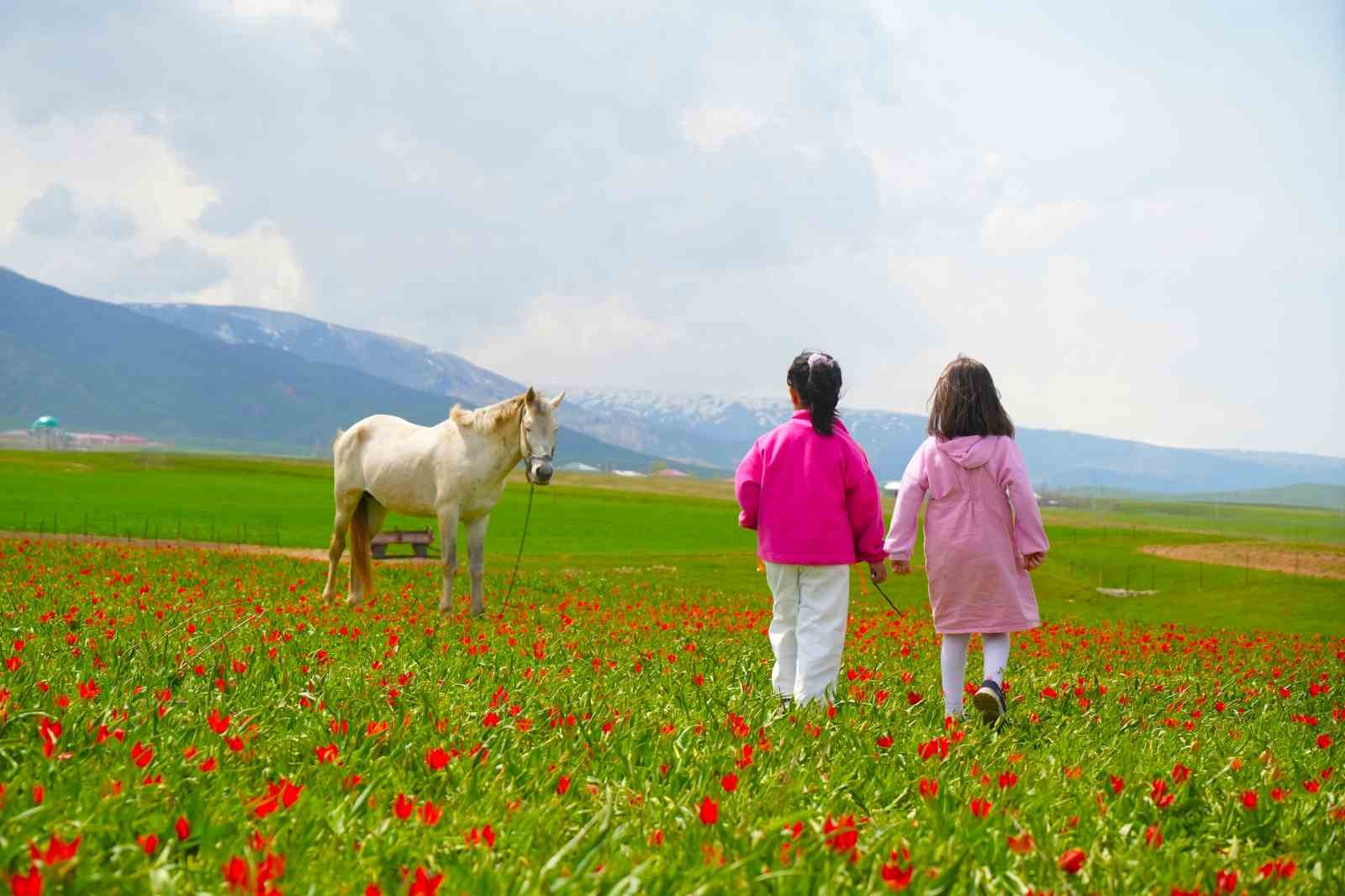 Muş lalesi ovayı kırmızıya boyadı
