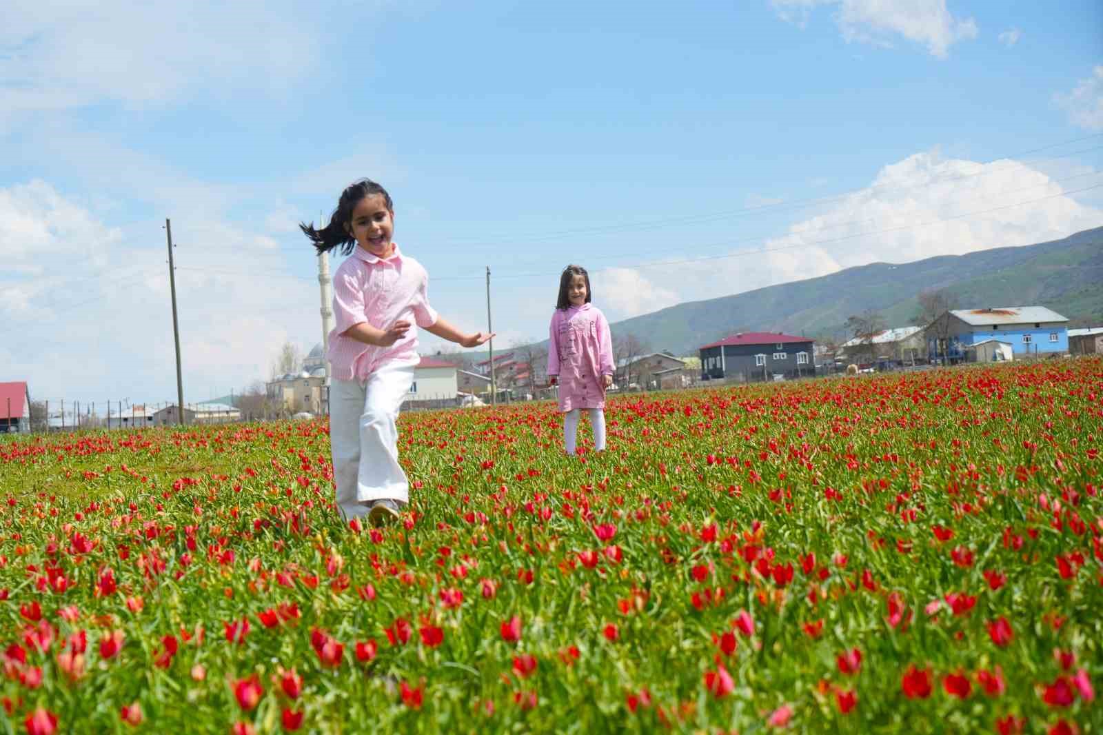 Muş lalesi ovayı kırmızıya boyadı
