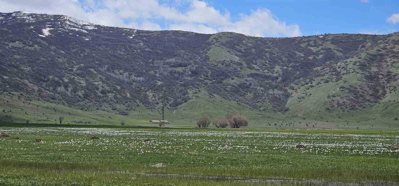 Muş Ovası çiğdemlerle renklendi
