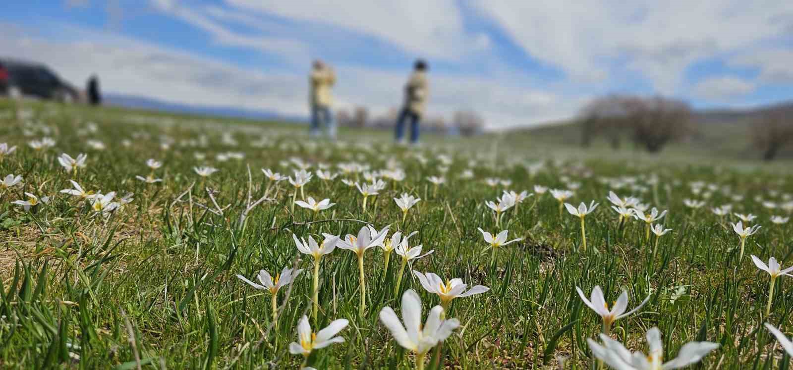 Muş Ovası çiğdemlerle renklendi
