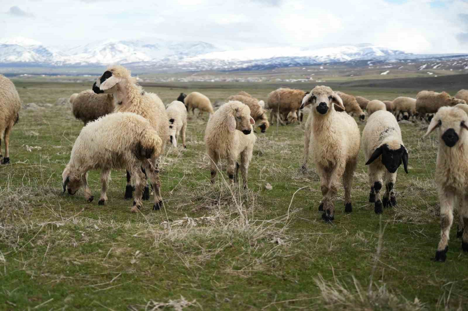 Muş Ovası kuzu sesleriyle şenlendi
