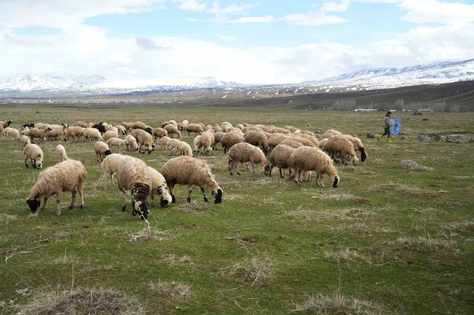 Muş Ovası kuzu sesleriyle şenlendi

