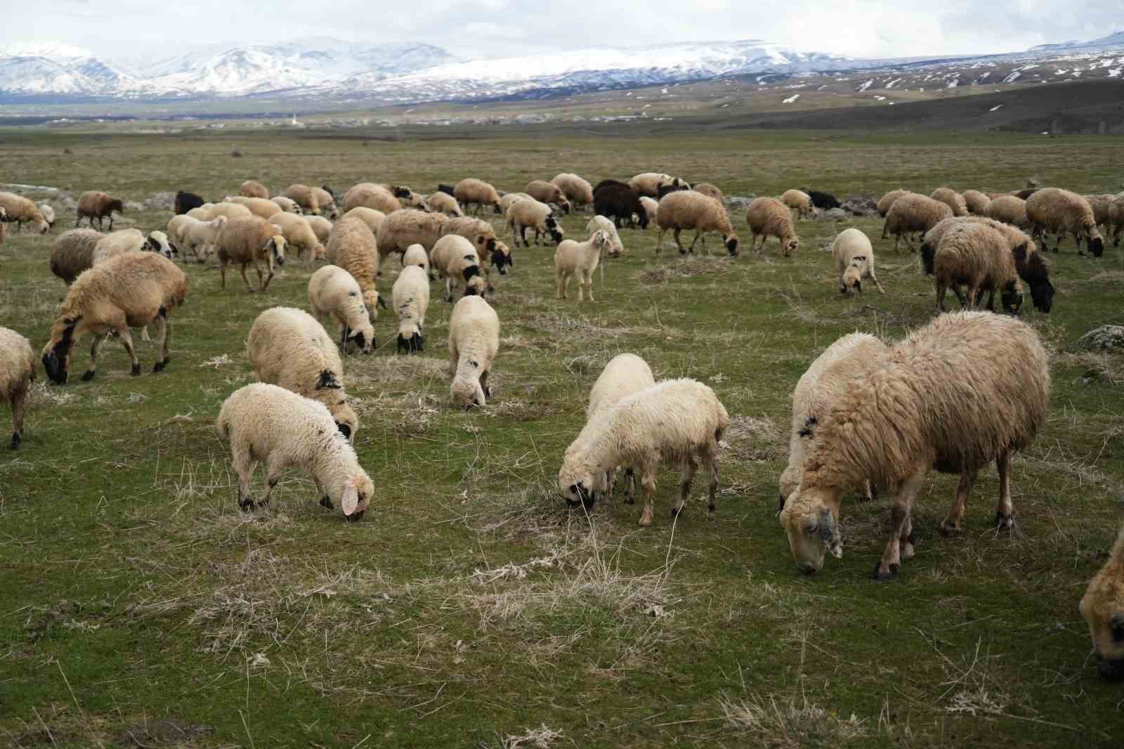 Muş Ovası kuzu sesleriyle şenlendi
