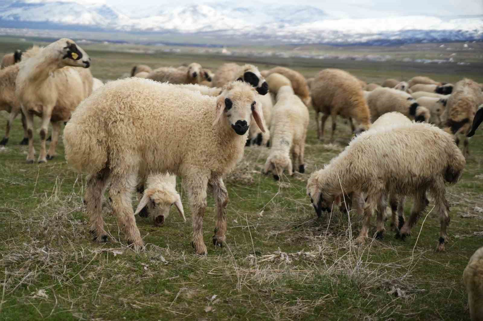Muş Ovası kuzu sesleriyle şenlendi
