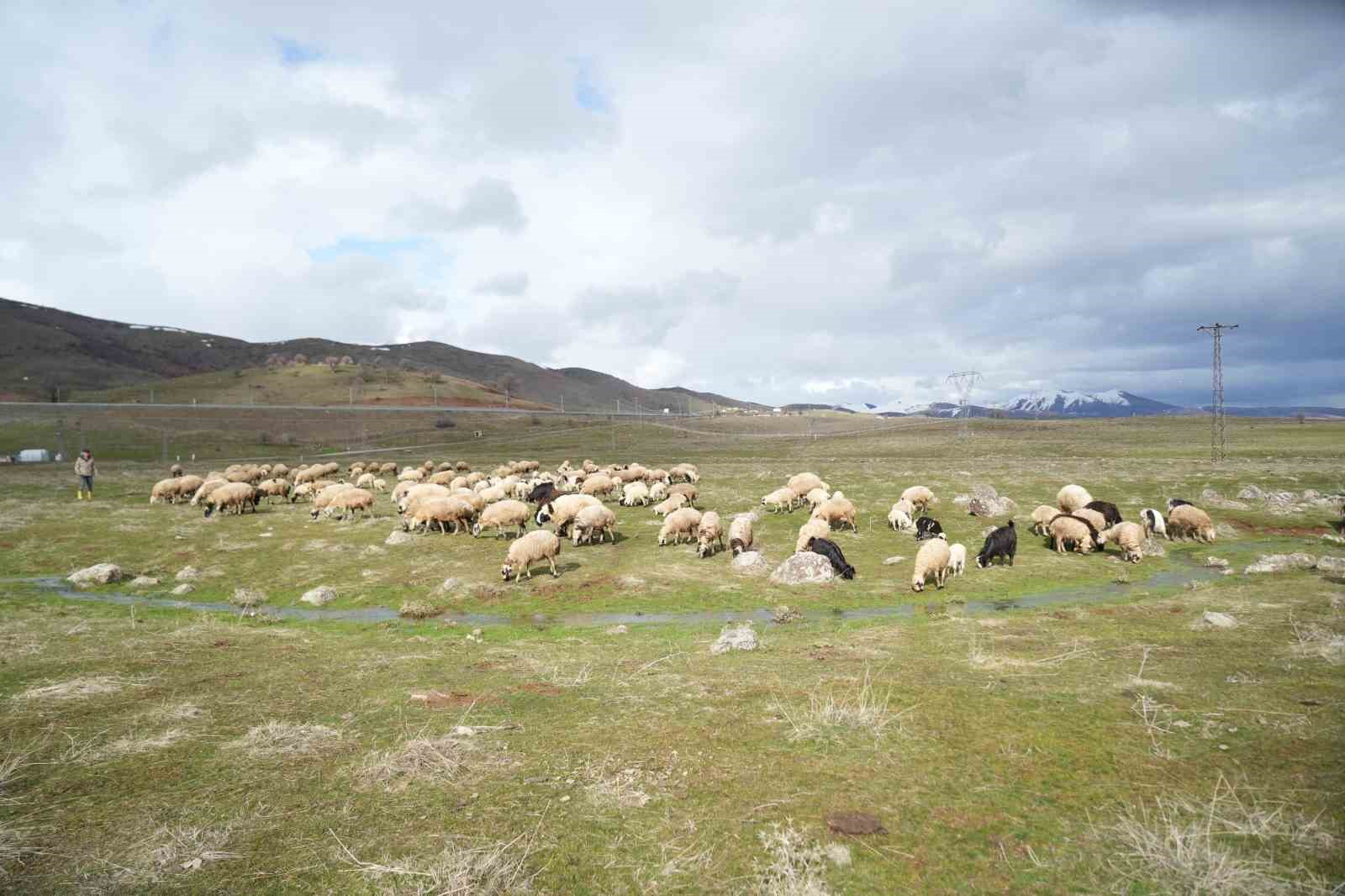 Muş Ovası kuzu sesleriyle şenlendi
