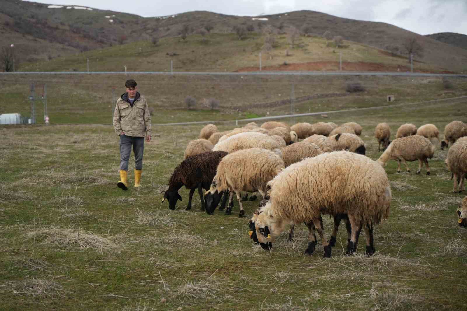 Muş Ovası kuzu sesleriyle şenlendi
