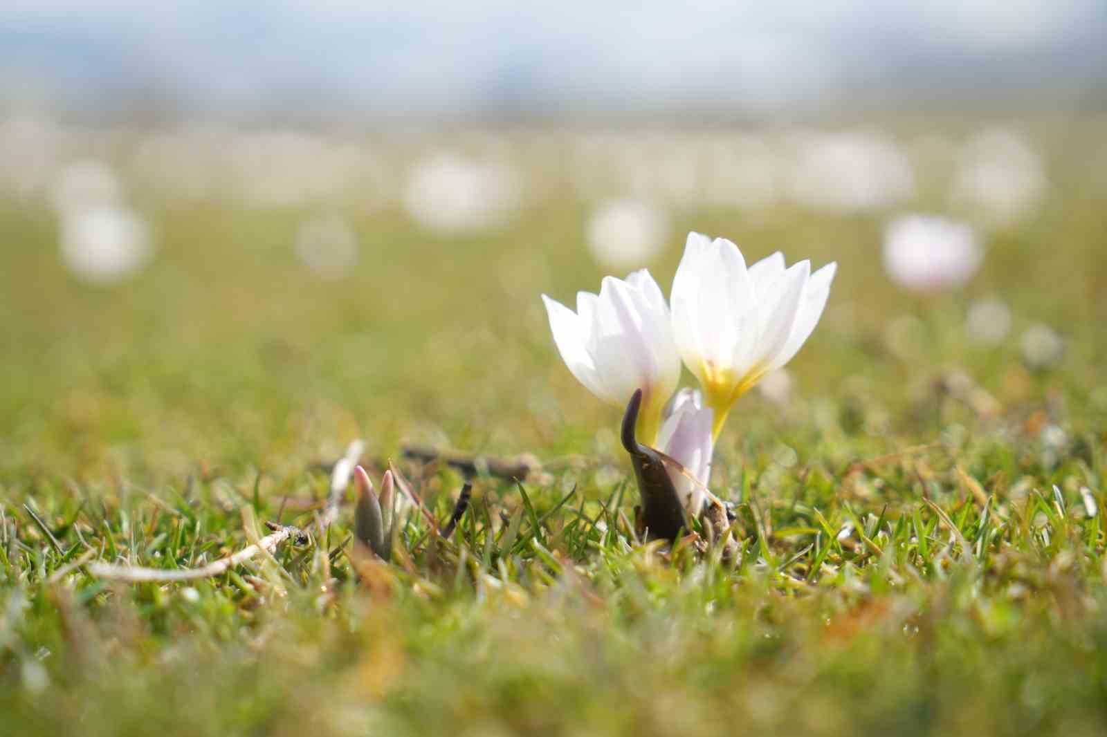Muş Ovası’nda baharın habercisi çiğdemler açtı
