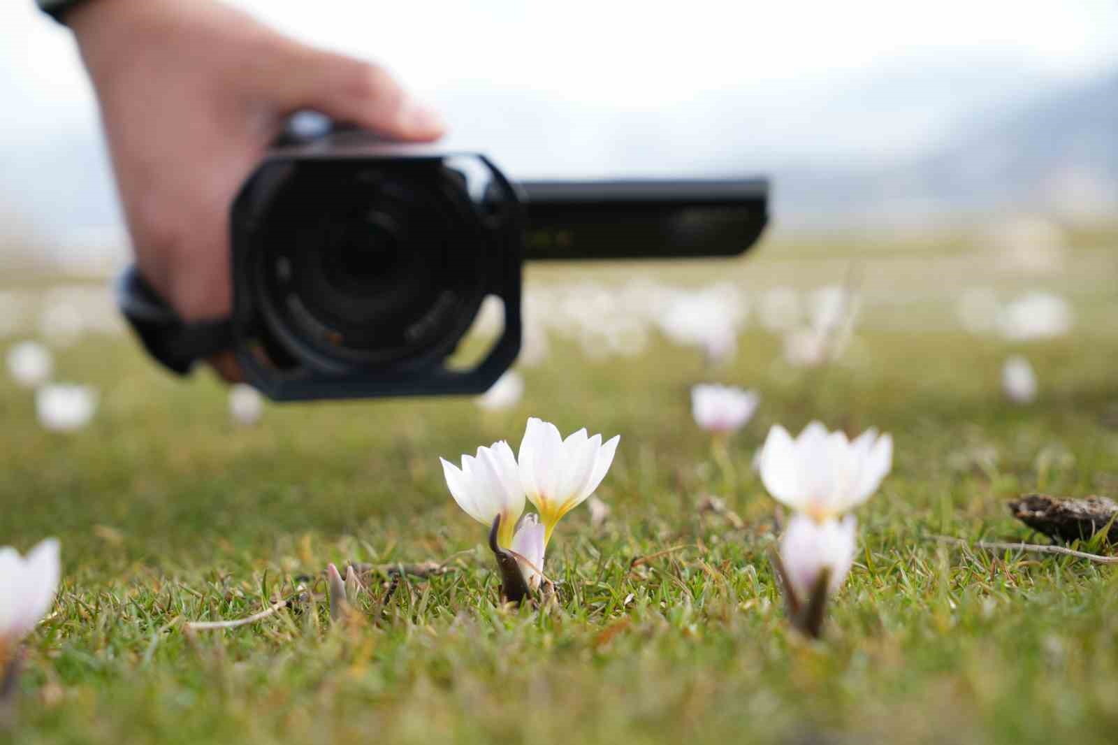 Muş Ovası’nda baharın habercisi çiğdemler açtı
