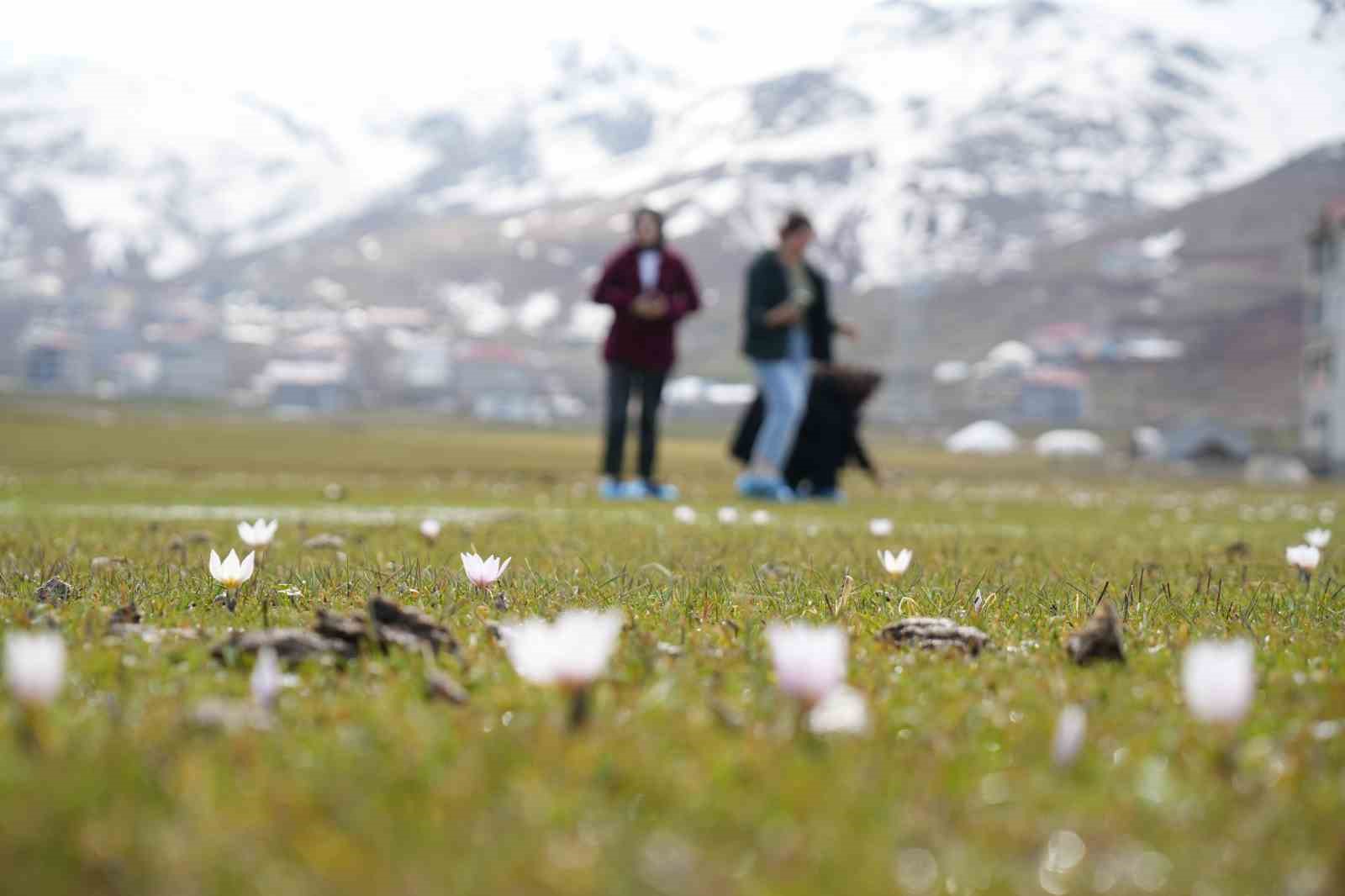 Muş Ovası’nda baharın habercisi çiğdemler açtı
