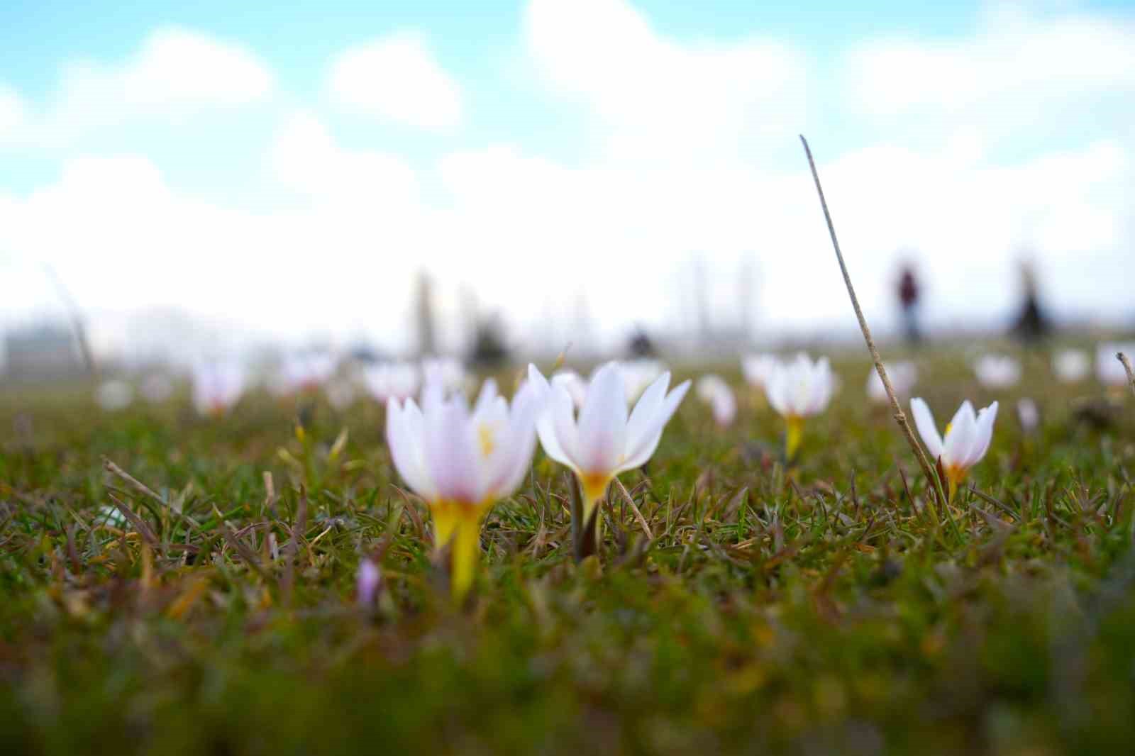 Muş Ovası’nda baharın habercisi çiğdemler açtı
