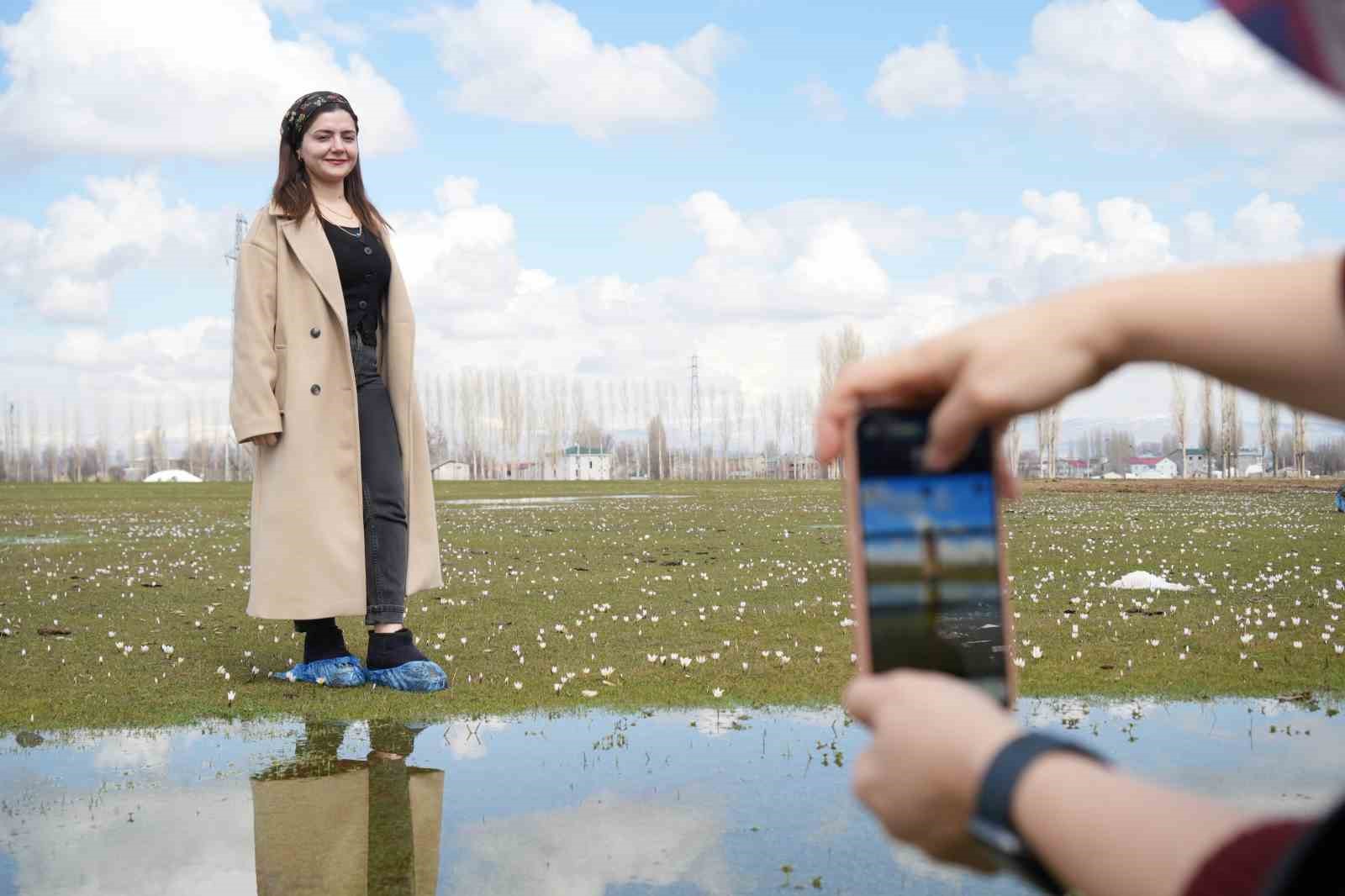 Muş Ovası’nda baharın habercisi çiğdemler açtı
