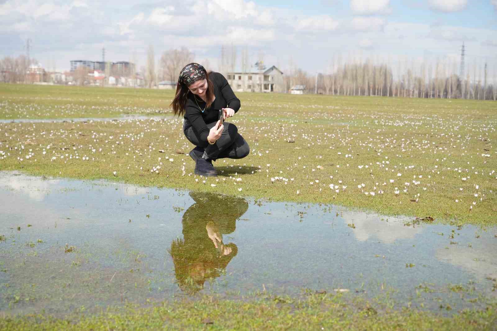 Muş Ovası’nda baharın habercisi çiğdemler açtı
