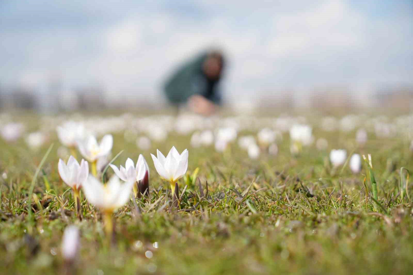 Muş Ovası’nda baharın habercisi çiğdemler açtı
