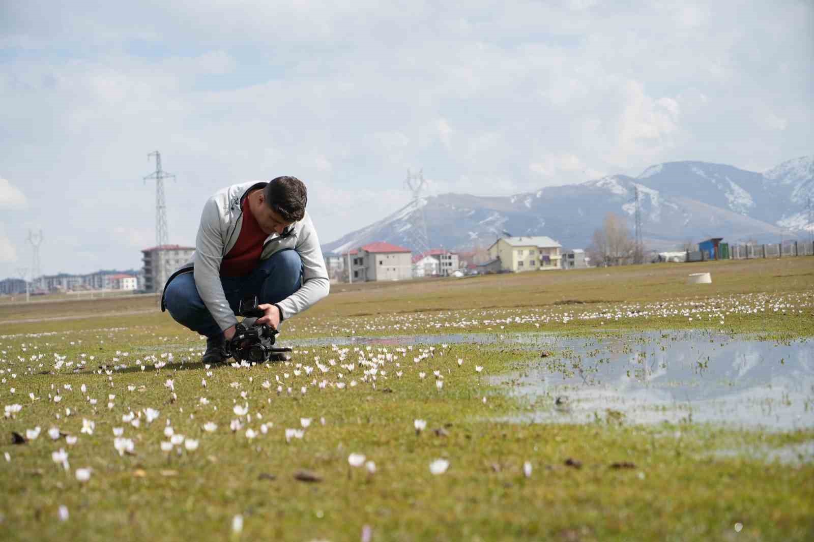 Muş Ovası’nda baharın habercisi çiğdemler açtı
