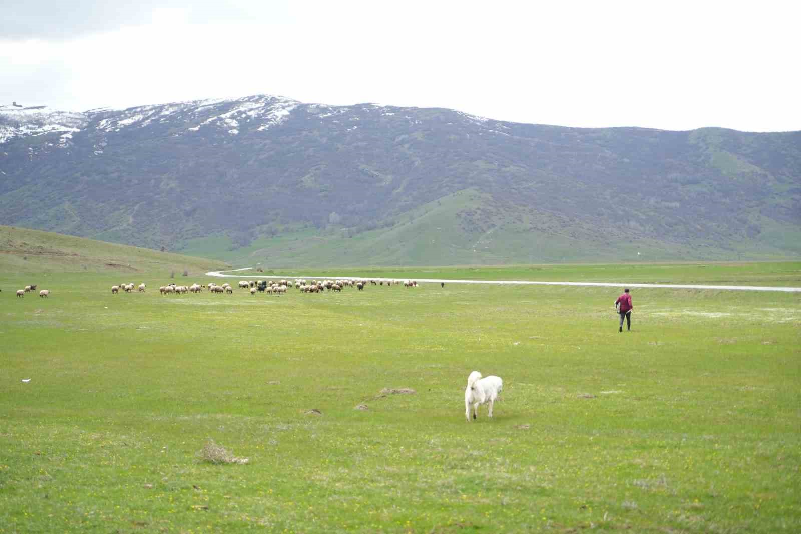 Muş Ovası’nda baharın habercisi leylekler kuluçkaya hazırlanıyor
