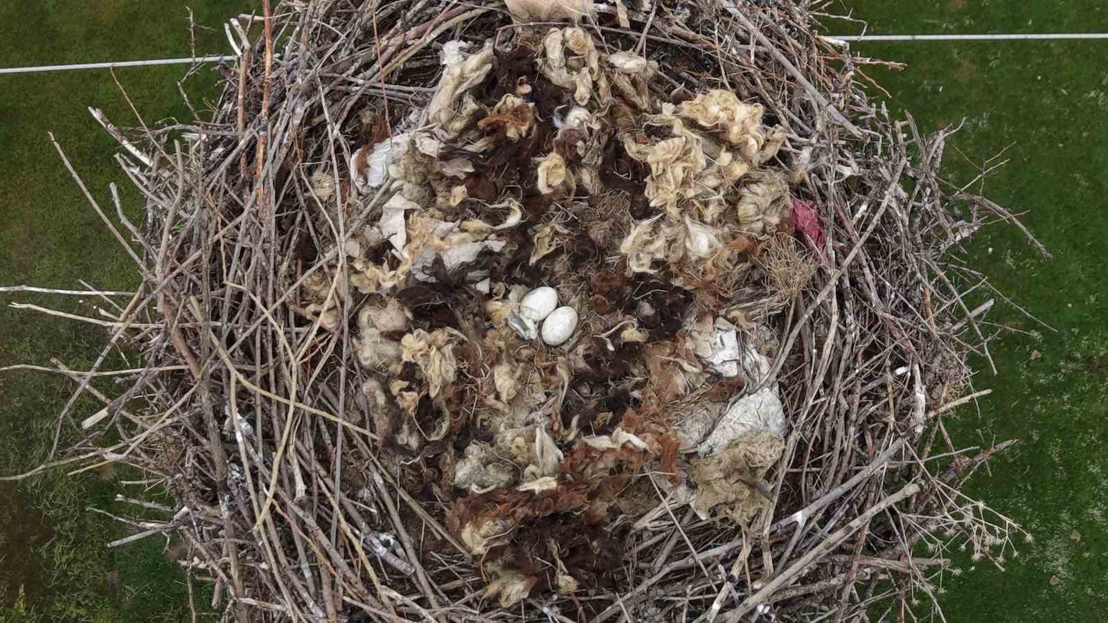 Muş Ovası’nda baharın habercisi leylekler kuluçkaya hazırlanıyor
