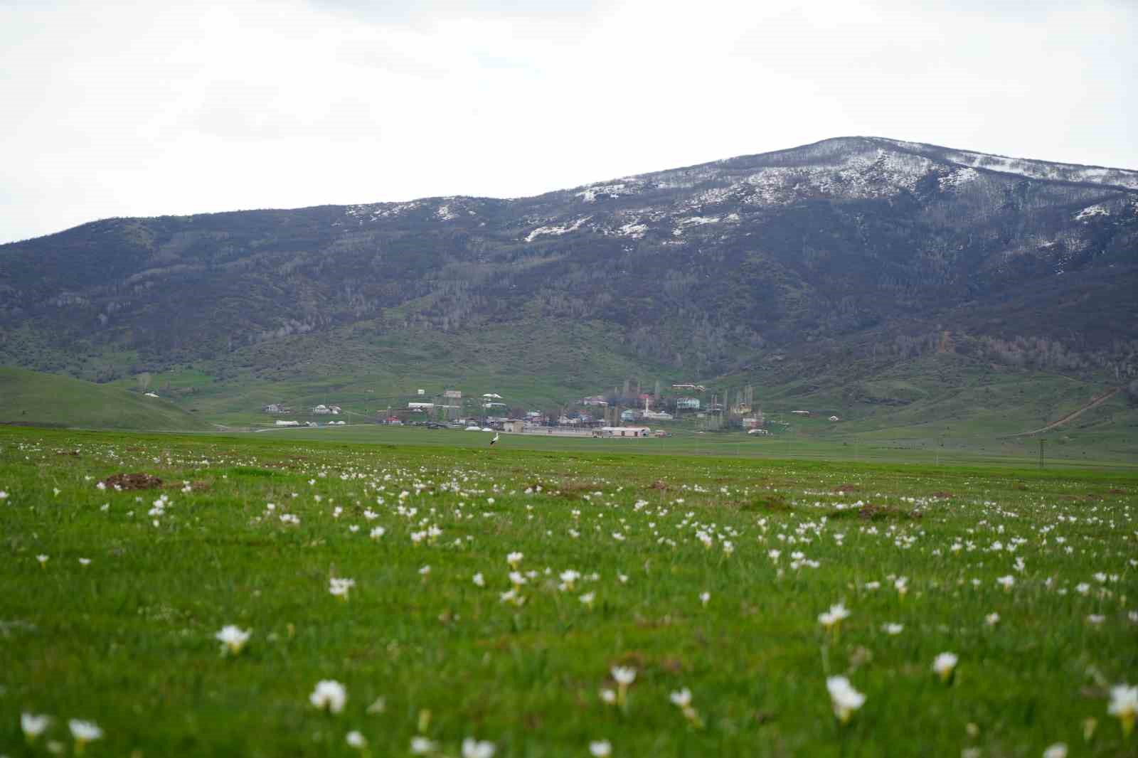 Muş Ovası’nda baharın habercisi leylekler kuluçkaya hazırlanıyor
