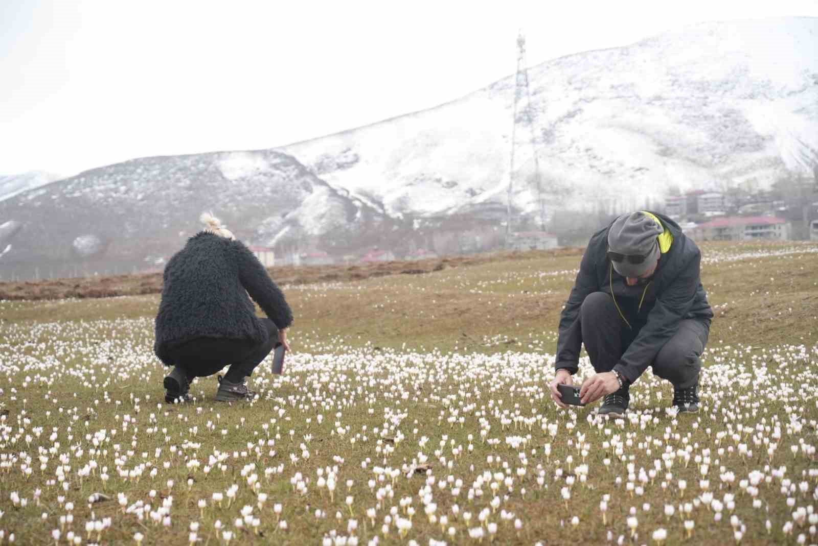 Muş Ovası’nda çiğdemler yeniden yüzünü gösterdi

