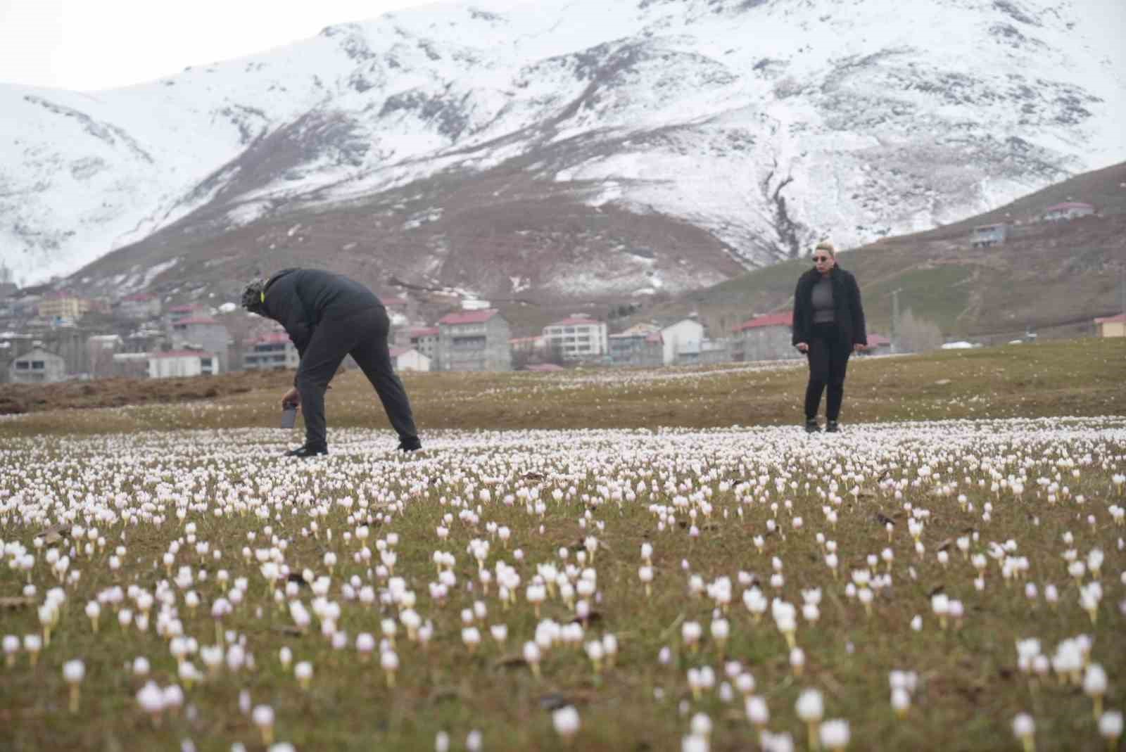 Muş Ovası’nda çiğdemler yeniden yüzünü gösterdi
