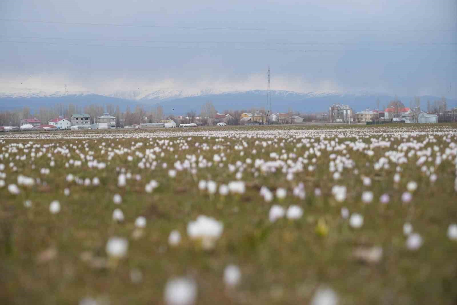 Muş Ovası’nda çiğdemler yeniden yüzünü gösterdi
